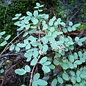 pellaea andromedifolia